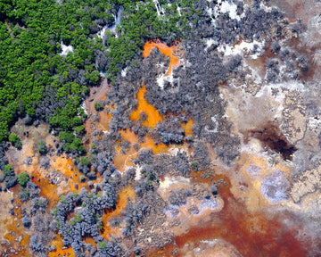 Mangrove Dieback