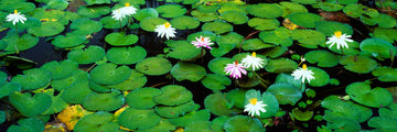 Water Lillies, QLD